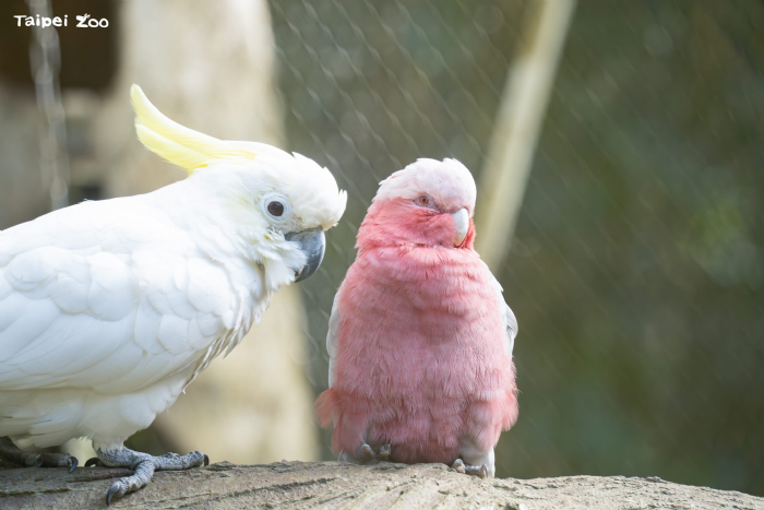 5月31日世界鸚鵡日，臺北市立動物園邀民眾認識鸚鵡魅力與保育危機
